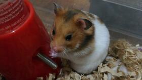 吃瓜被网安逮,揭秘网络监管背后的故事