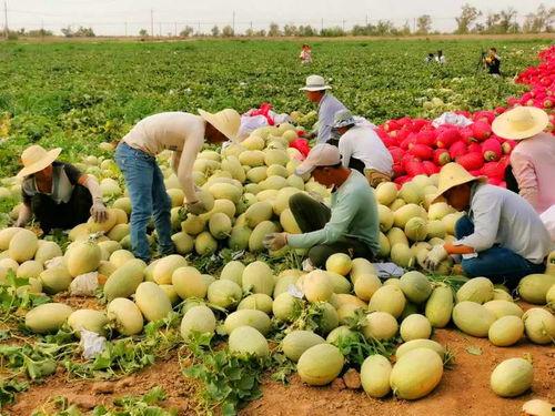 网红吃瓜2020,盘点年度热门话题与争议瞬间