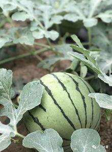 网红吃瓜真假,真假难辨，揭秘网络舆论背后的真相