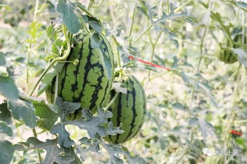 2000大网红吃瓜,一场吃瓜盛宴即将开启！