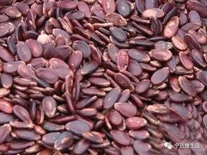 吃瓜事件网红瓜子是真的吗,吃瓜事件中的真假之谜