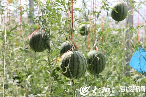 内蒙古网红吃瓜事件视频,揭秘网络舆论背后的真相