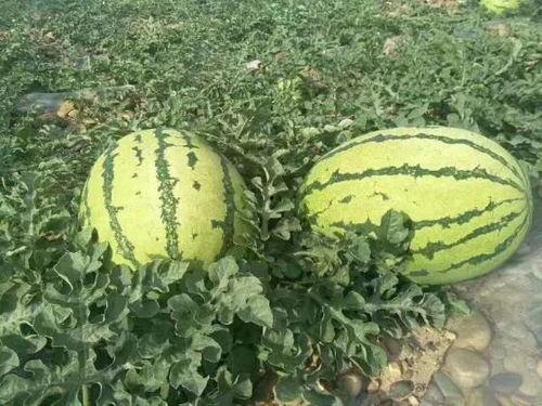 正能量网红吃瓜事件,揭秘网络舆论背后的真相与反思