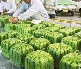 宁夏网红吃瓜事件视频,揭秘网络热议背后的真相