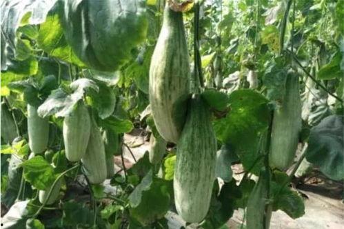 浚县网红吃瓜后续,真相大白，后续发展引关注