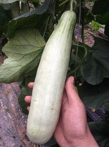 网红各种吃瓜网站,娱乐圈幕后真相大曝光