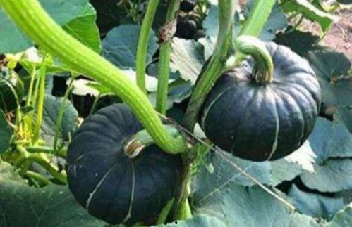 网红吃瓜金伊娜是谁