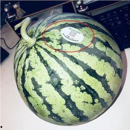 宜都网红吃瓜,揭秘当地美食背后的故事