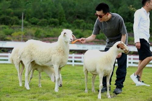 百万网红小羊吃瓜是真的吗,真相还是炒作？