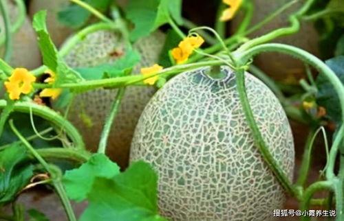 夸克黑料吃瓜网,吃瓜网揭秘娱乐圈幕后真相