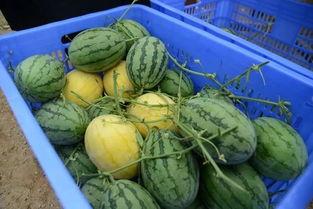 镇平网红吃瓜群微信,揭秘网络红人背后的故事与八卦