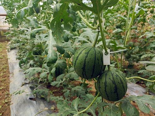 51今日吃瓜吃瓜网,揭秘娱乐圈最新热点事件