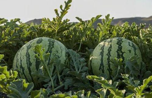 云南网红吃瓜,趣味横生引网友热议