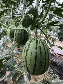 云南网红吃瓜,趣味横生引网友热议