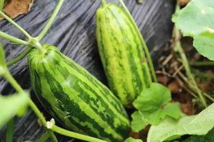 康县网红吃瓜是啥意思,网络热词背后的文化解读