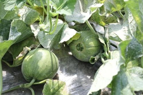 康县网红吃瓜是啥意思,网络热词背后的文化解读