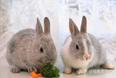 网红吃瓜小兔子图片