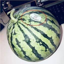 清丰网红吃瓜,揭秘网络红人的幕后故事