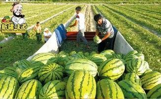 吃瓜网合集大全,盘点全网热门八卦，揭秘娱乐圈幕后真相