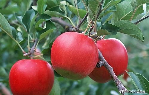 吃瓜姓韩的网红名字大全