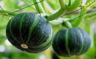 西宁网红吃瓜事件真相揭秘,揭秘背后真相与争议