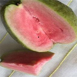 吃瓜的台湾网红叫什么,台湾网红“吃瓜达人”揭秘娱乐圈幕后故事