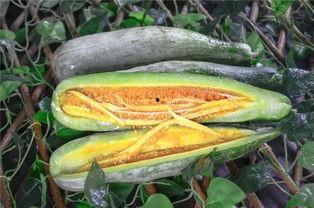 利川网红吃瓜  第2张