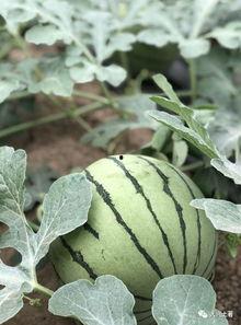 利川网红吃瓜  第3张