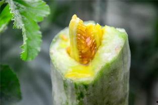 吃网红的瓜图片,一场视觉盛宴背后的“吃瓜”真相 第2张 吃网红的瓜图片,一场视觉盛宴背后的“吃瓜”真相 第2张