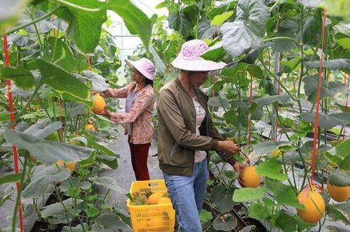 吃网红的瓜图片,一场视觉盛宴背后的“吃瓜”真相 第3张 吃网红的瓜图片,一场视觉盛宴背后的“吃瓜”真相 第3张