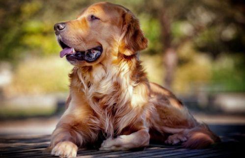 网红和金毛吃瓜,吃瓜群众的欢乐盛宴  第2张