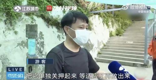吃瓜被打的网红是谁,一场网络争议的漩涡